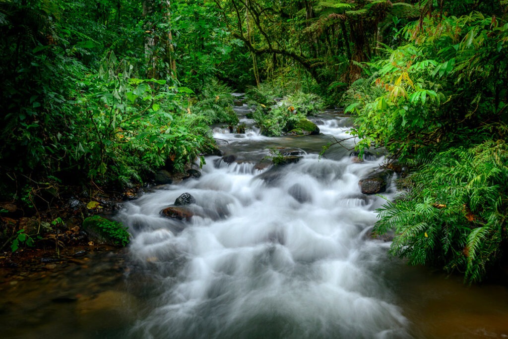 Mountain river in Bwindi Impenetrable Forest, Uganda