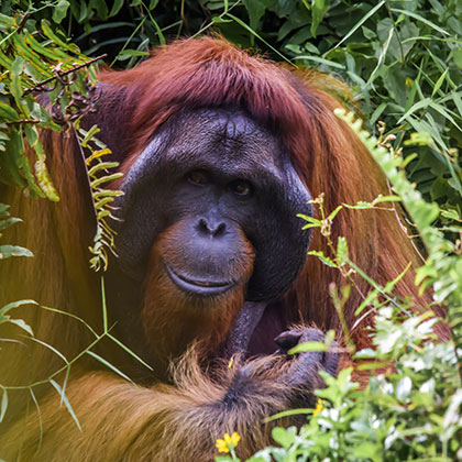 male orangutan in the jungles of Borneo