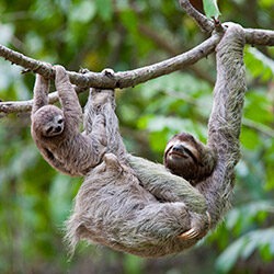A young sloth and its mother hang off a tree branch in Costa Rica