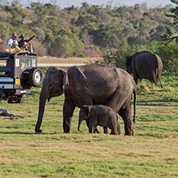 Spotting elephants in Minneriya National Park, Sri Lanka