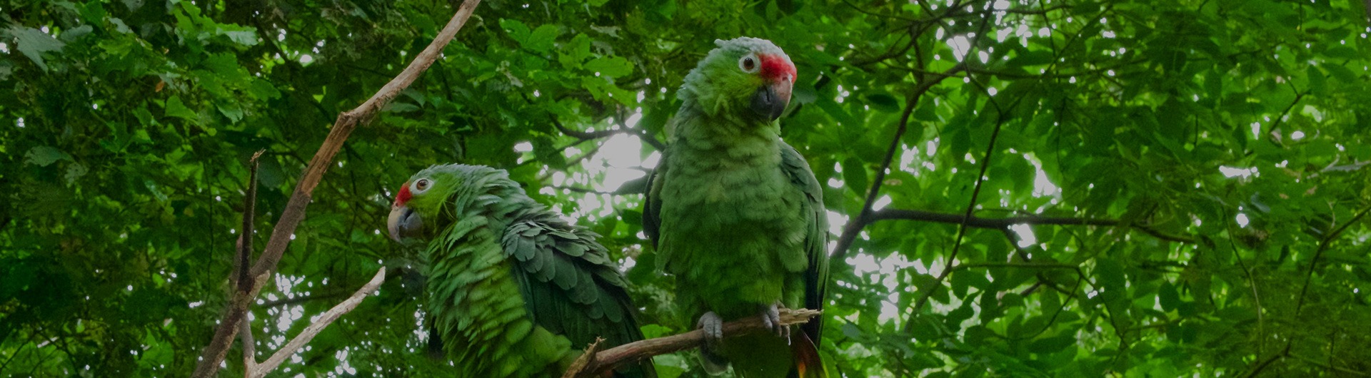 Tropic bird in the rainforest of Ecuador