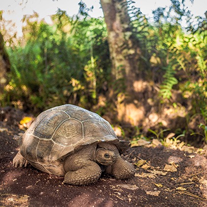Giant tortoise on Santa Cruz Island, Galapagos