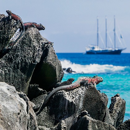 Marine iguanas on rocks with a ship in the distance, Galapagos Islands