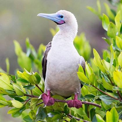 Red footed boobie perched in a tree in the Galapagos Islands
