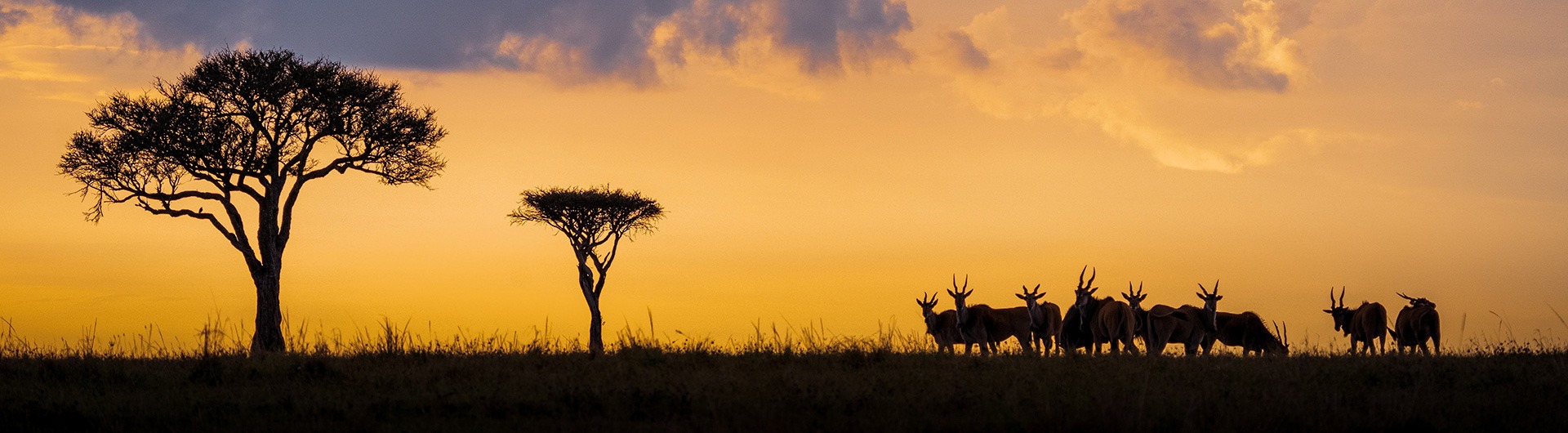 Antelope at sunset, Kenya