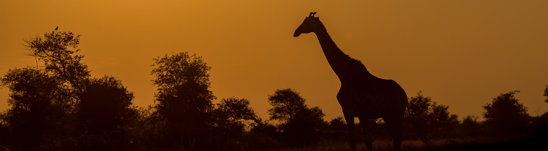 Giraffe at Kruger National Park in Kenya