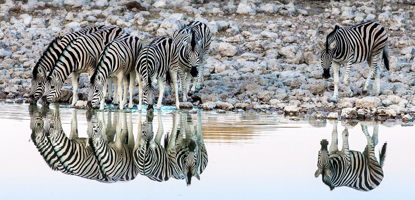 Herd of zebra at a watering hole in Etosha, Namibia