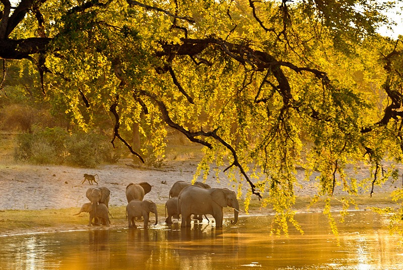 Elephants drinking at the Kwando River in Bwa Bwata, Namibia