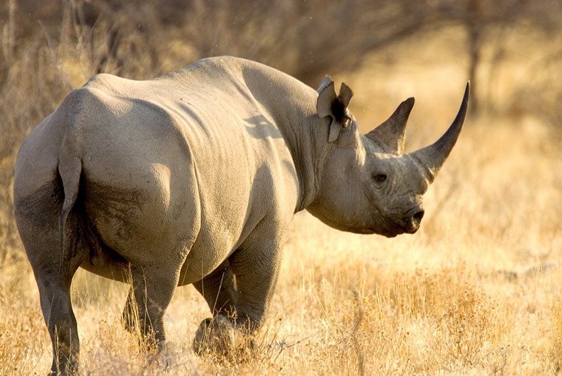 Black rhinoceros standing in dry grasses in Etosha, Namibia