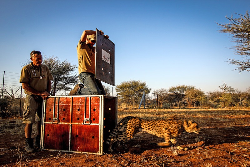 AfriCat staff releasing a cheetah in Okonjima, Namibia