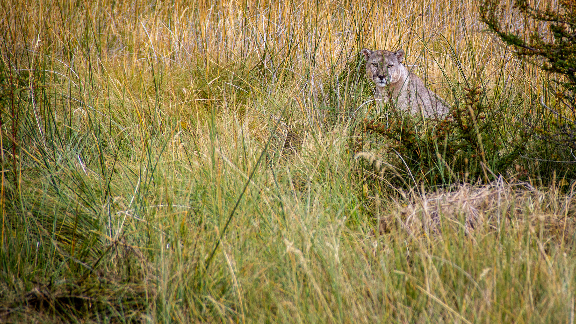 Puma in tall grasses in Patagonia National Park, Chile