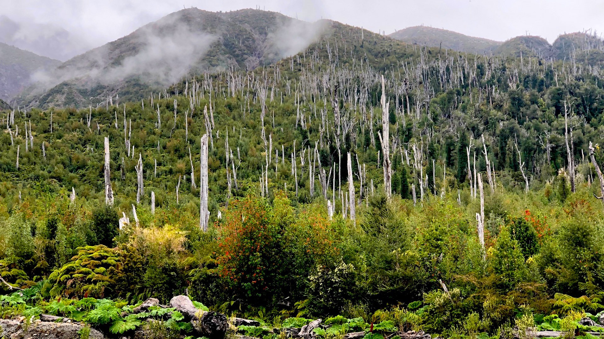 Forested hillside in Pumalin Douglas Tompkins National Park, Chile