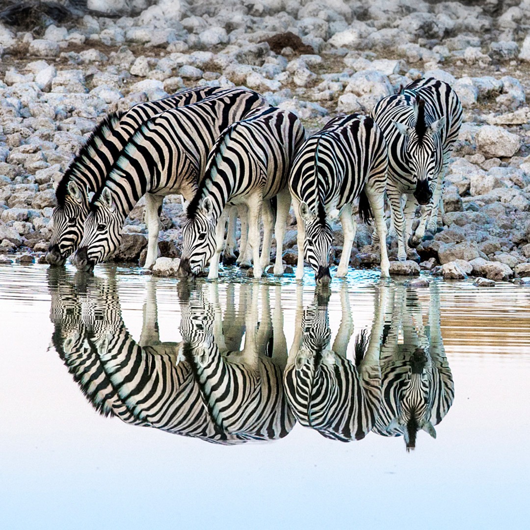 Herd of zebra at watering hole in Etosha, Namibia