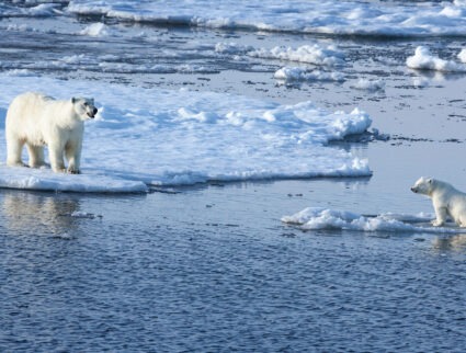 Polar bear and cub on sea ice in Svalbard, Norway