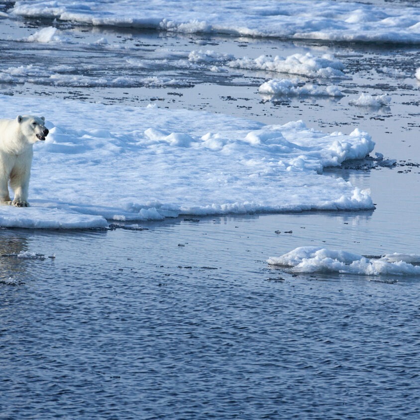Polar bear and cub on sea ice in Svalbard, Norway