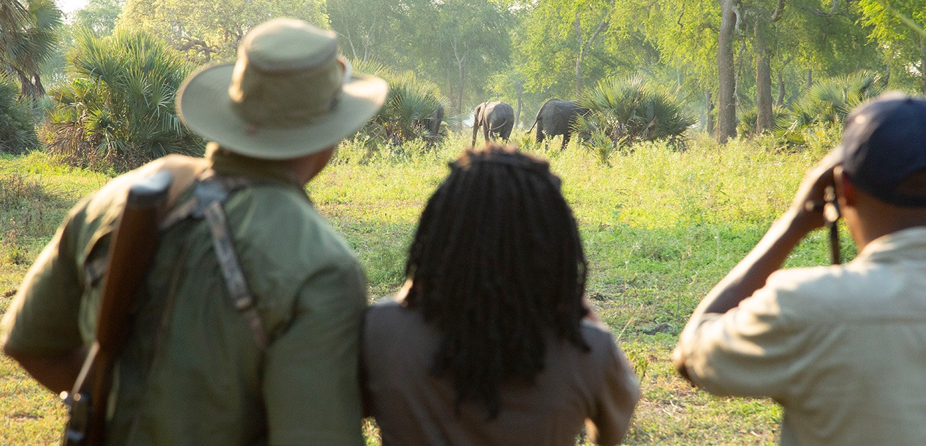 Encountering elephants on a walking safari in Gorongosa National Park, Mozambique
