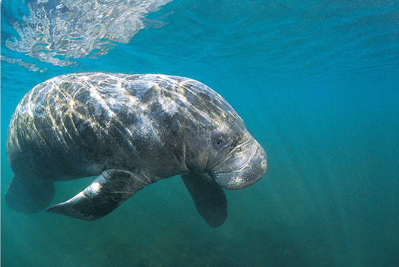 Dugong in the waters of the Bazaruto Archipelago, Mozambique