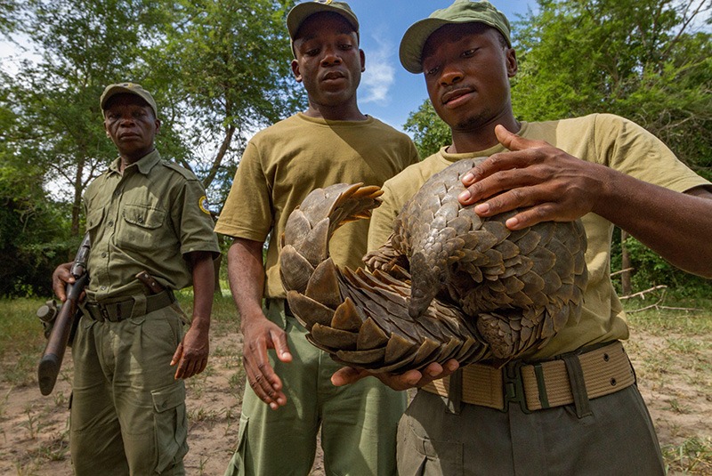 Rangers hold a pangolin in Gorongosa National Park, Mozambique
