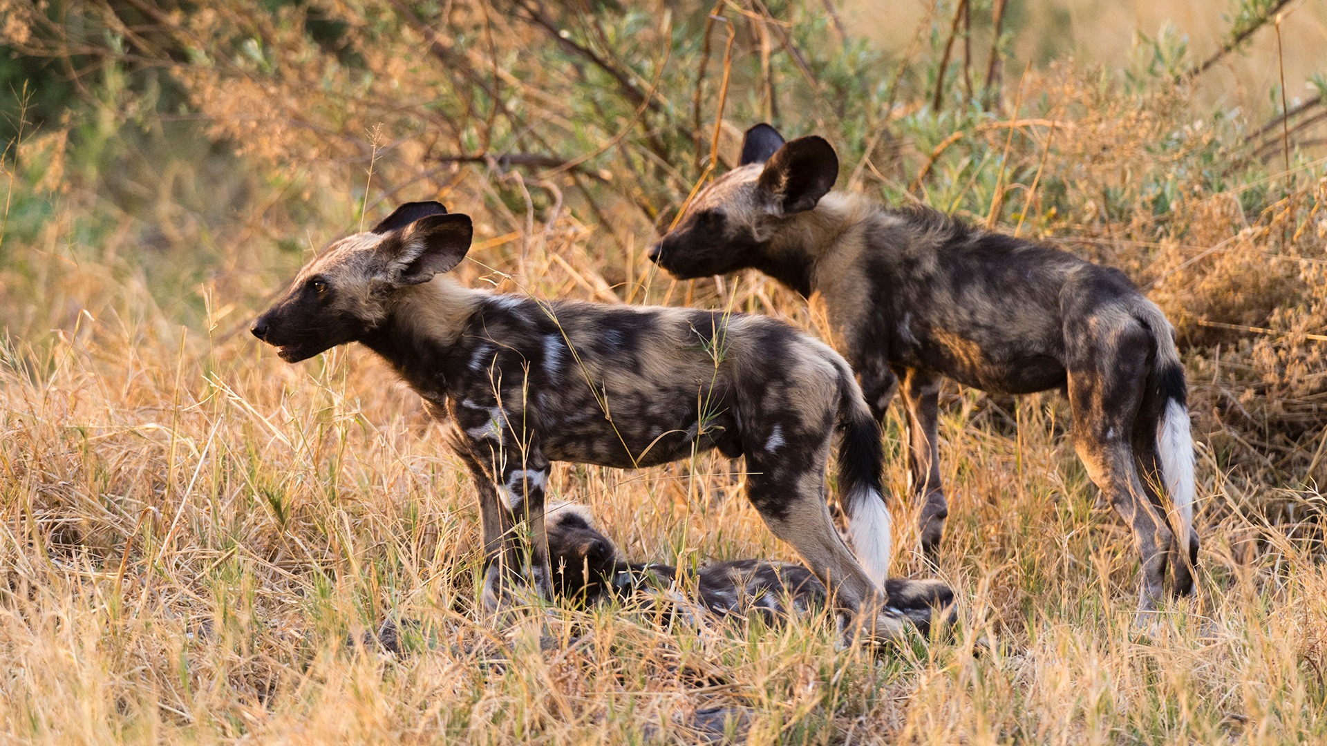 Wild dogs in the Savuti Marsh, Chobe, Botswana