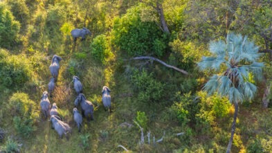 Aerial view of elephants in the Okavango Delta, Botswana