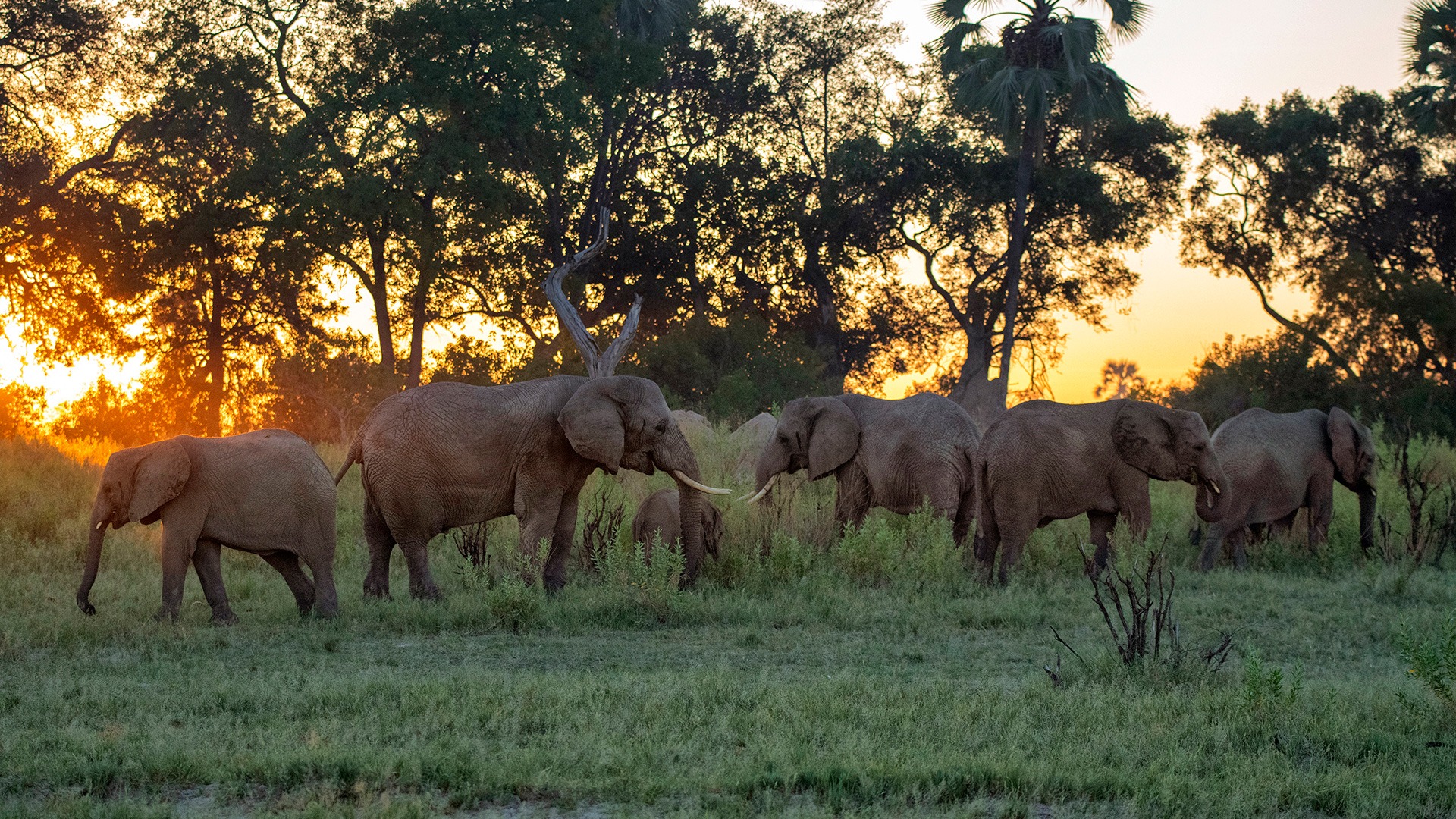 Elephants grazing in the Okavango Delta, Botswana