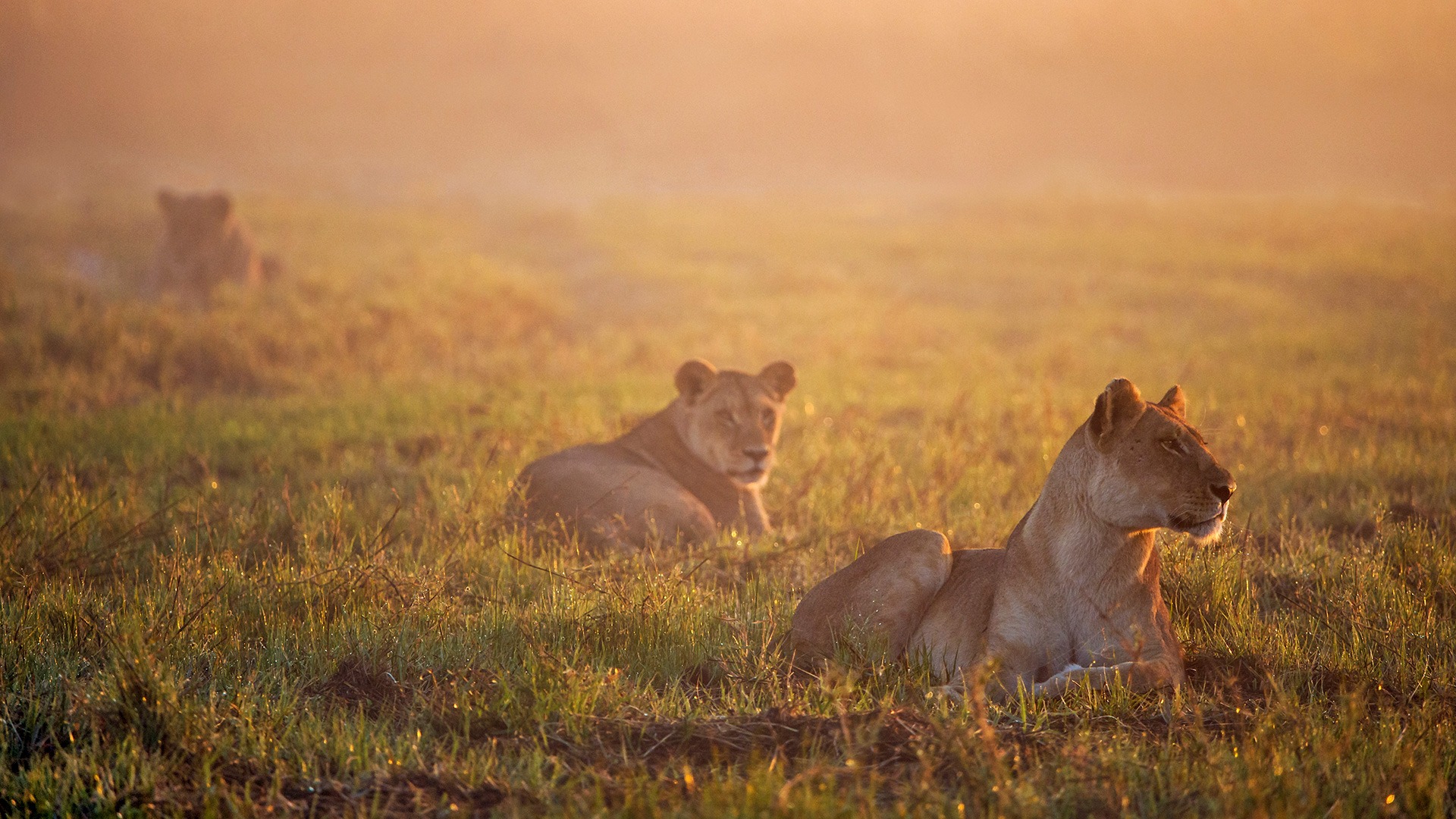 Lions at sunrise looking for prey in the Okavango Delta, Botswana