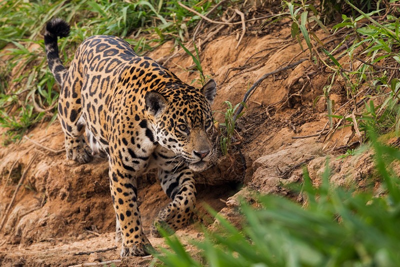 Jaguar stalking prey in the Pantanal, Brazil