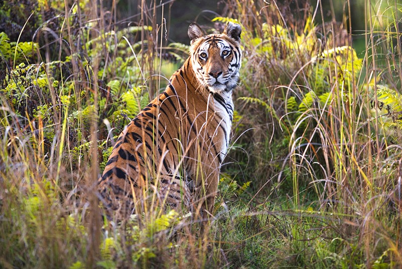 Bengal tigress in grass, India