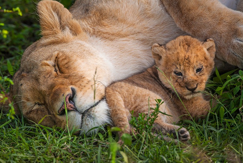 Lioness and cub in the Masai Mara, Kenya