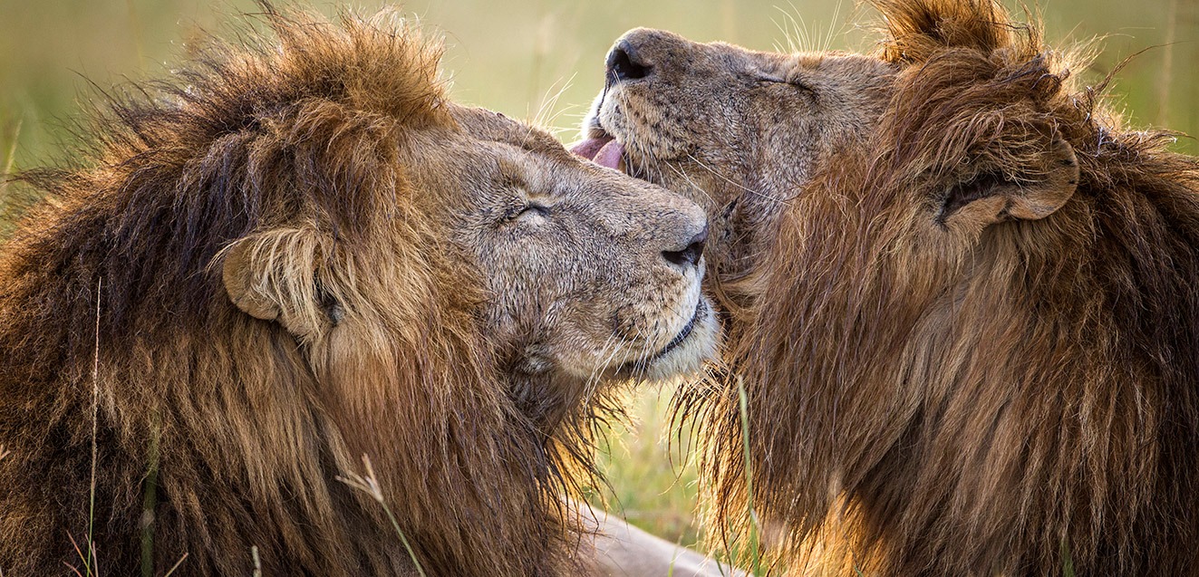 Lions grooming in the Masai Mara, Kenya