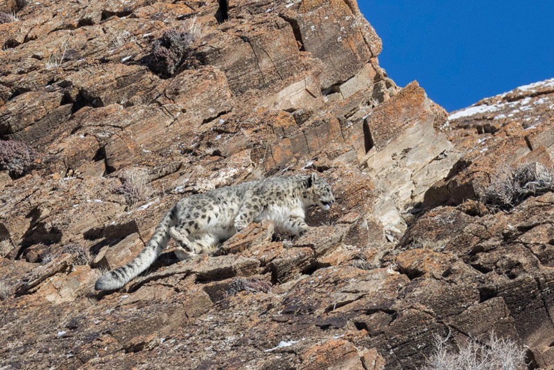 Snow leopard on rocky terrain in the Altai Mountains, Mongolia