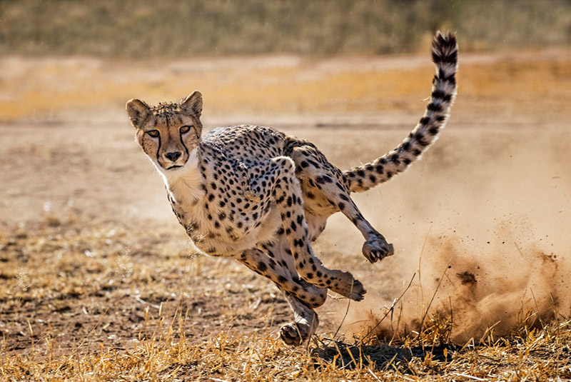 Cheetah running in Otjiwarongo, Namibia
