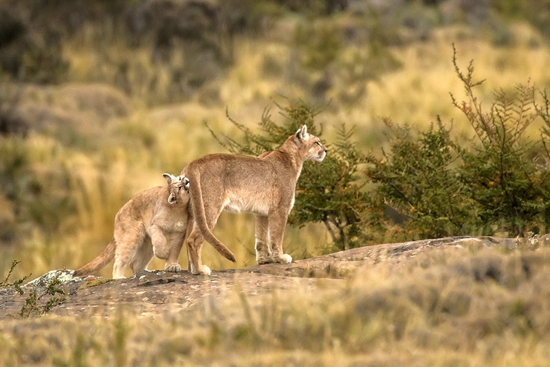 Puma with her cub in Torres del Paine National Park, Chile