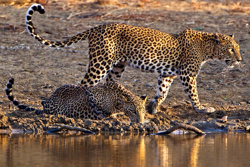 Leopards at a drinking hole in Yala National Park, Sri Lanka