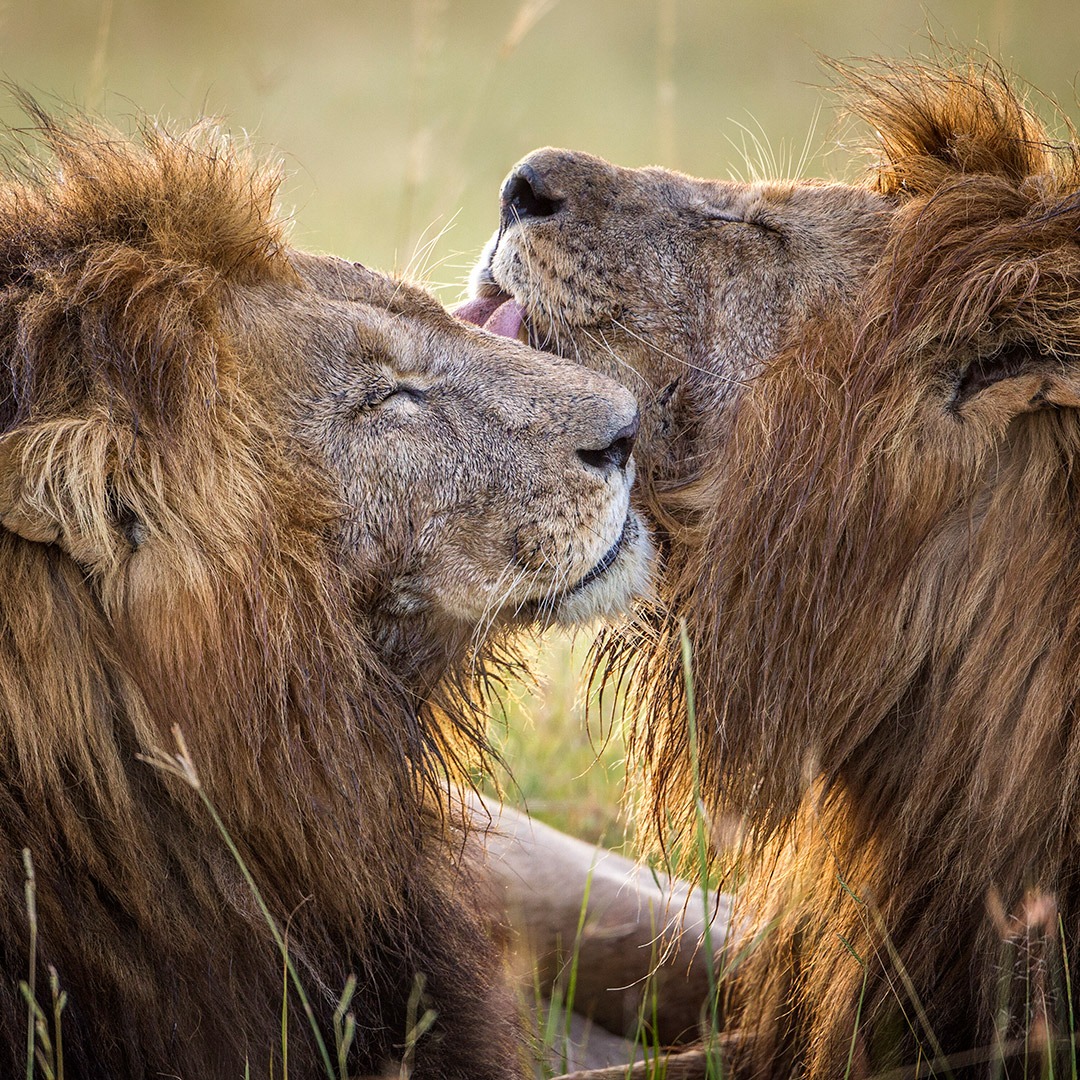 Lions grooming in the Masai Mara, Kenya