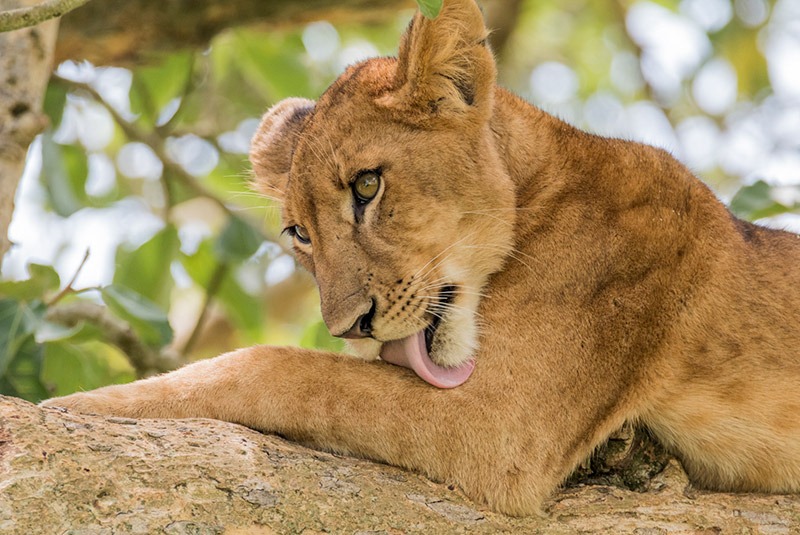 Lioness in Queen Elizabeth National Park, Uganda