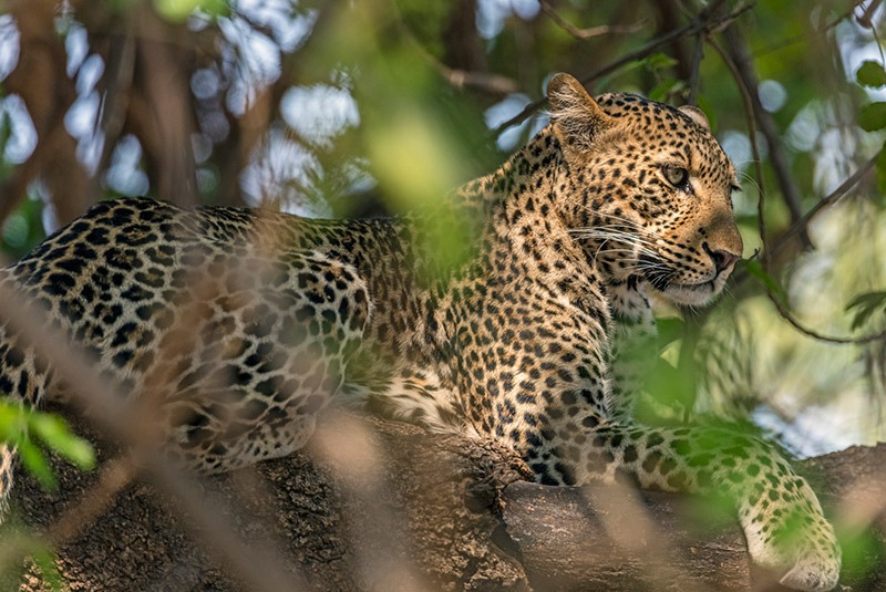 Leopard in tree in South Luangwa, Zambia