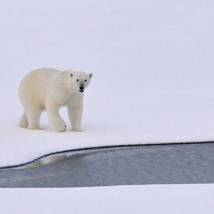 Polar bear on the pack ice in Spitsbegen, Norway