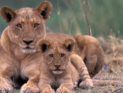 A mother lion and cub in the Okavango, Botswana