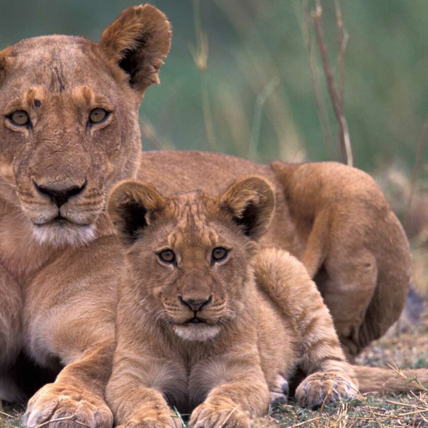 A mother lion and cub in the Okavango, Botswana