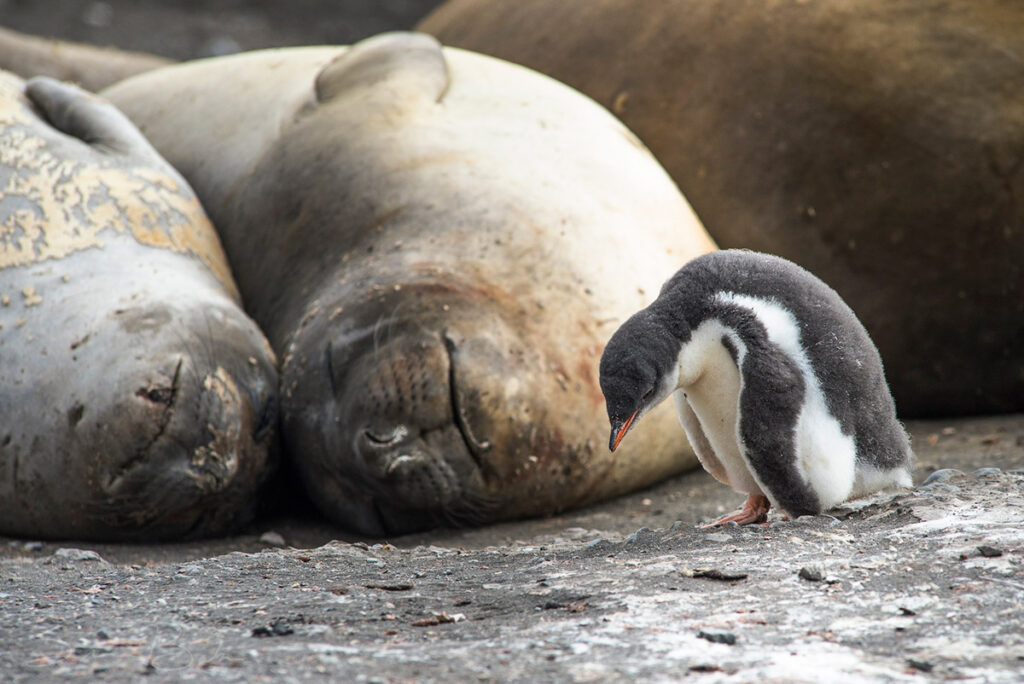 Penguin chick and walruses at Hannah Point, Antarctica