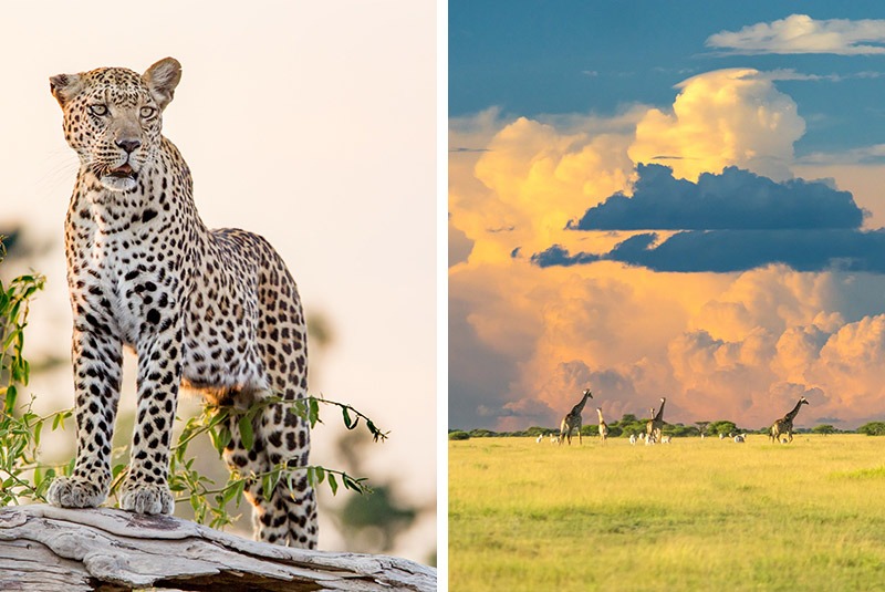 Leopard and giraffe against dramatic skies, Okavango Delta, Botswana