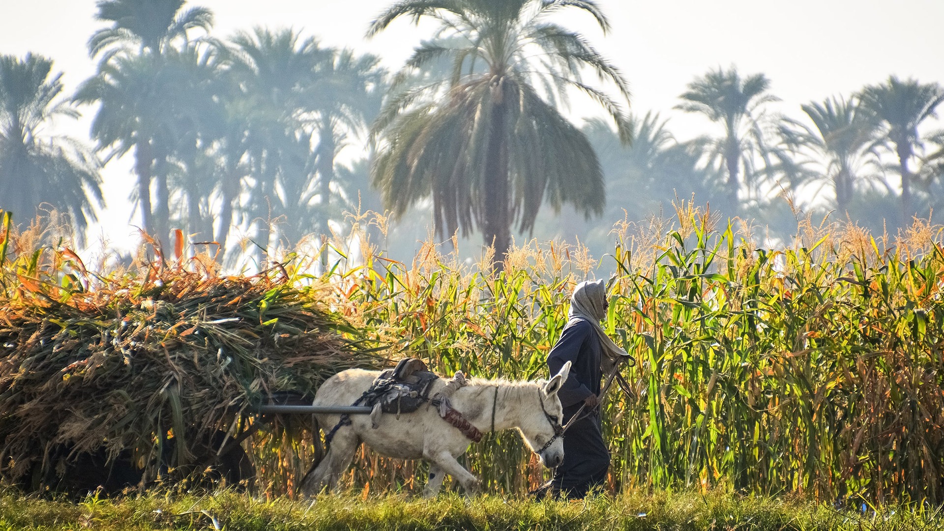 Farmer working his fields along the Nile River, Egypt
