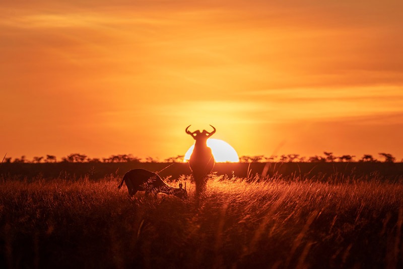 Antelope at sunset in the Maasai Mara, Kenya