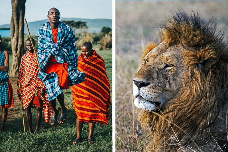 Maasai warriors jumping and lion in the Maasai Mara, Kenya