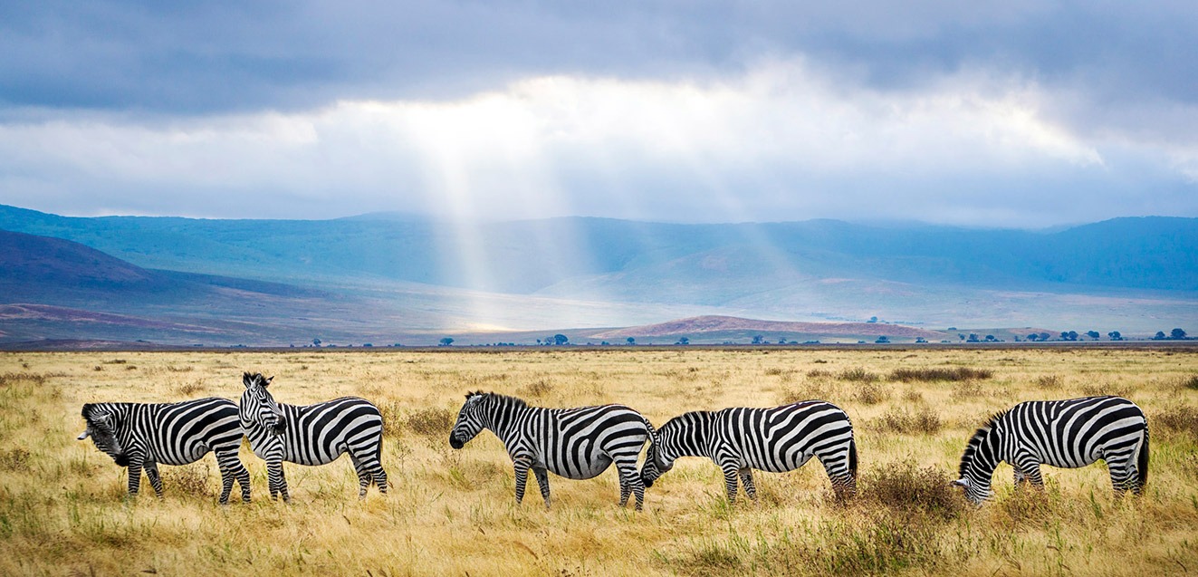 Zebras on the floor of the Ngorongoro Crater, Tanzania