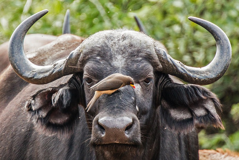 Bird resting on the nose of a cape buffalo in Kruger, South Africa