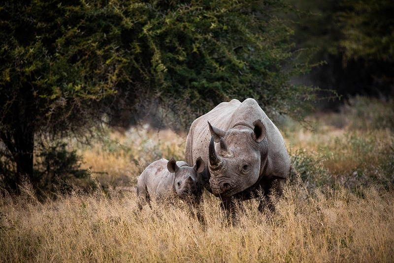 Mother rhino and calf in Kruger National Park, Kenya