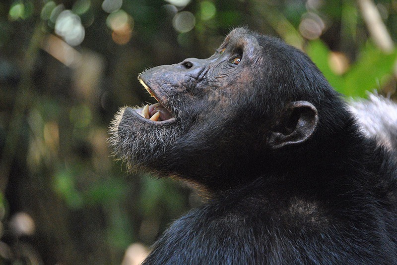 Chimpanzee in Mahale National Park, Tanzania