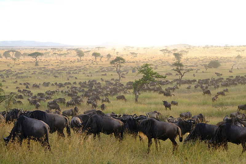 Herds of wildebeest in the Grumeti Reserve, Serengeti, Tanzania